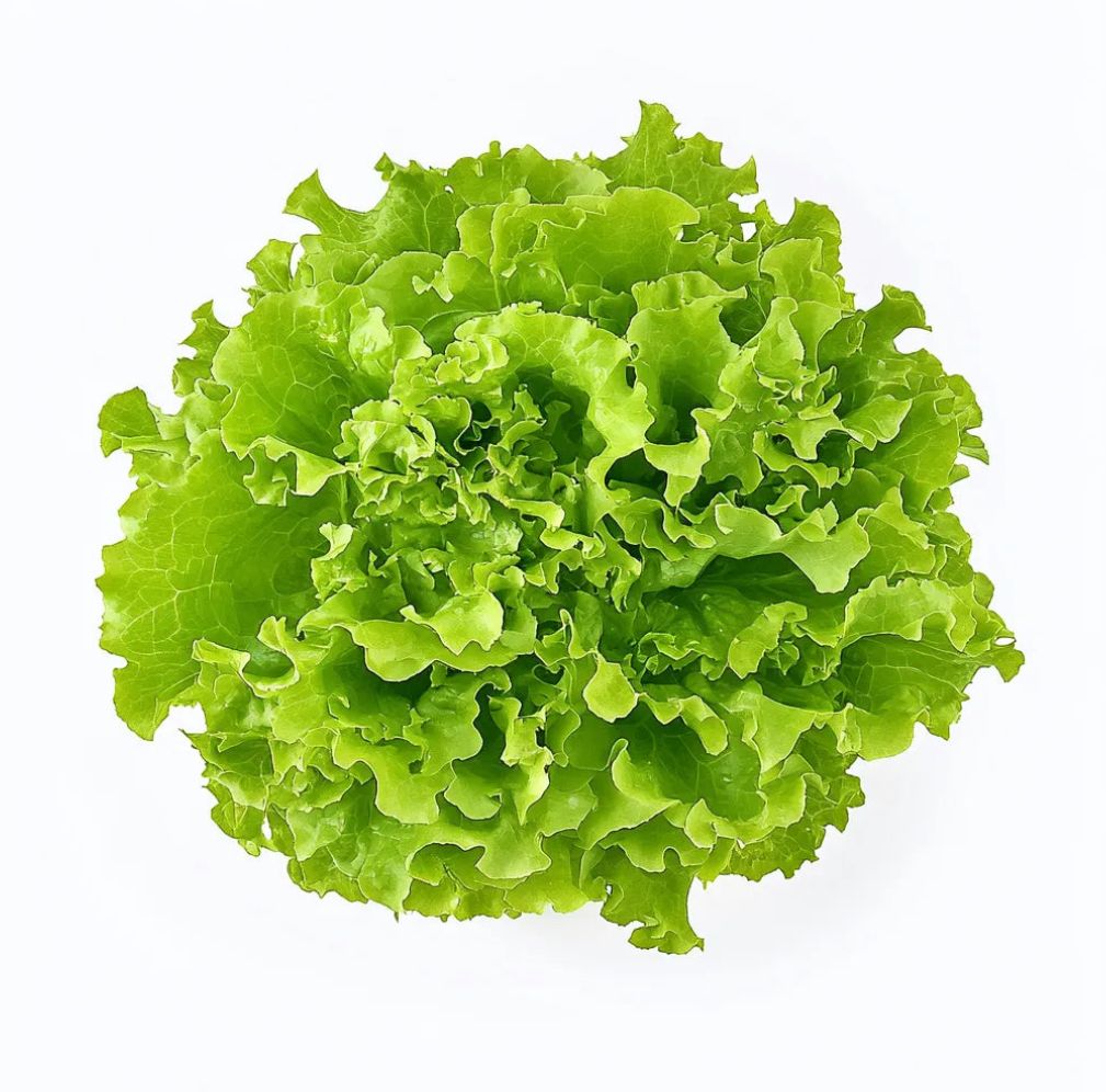 Salade ( laitue 🥬 )_0