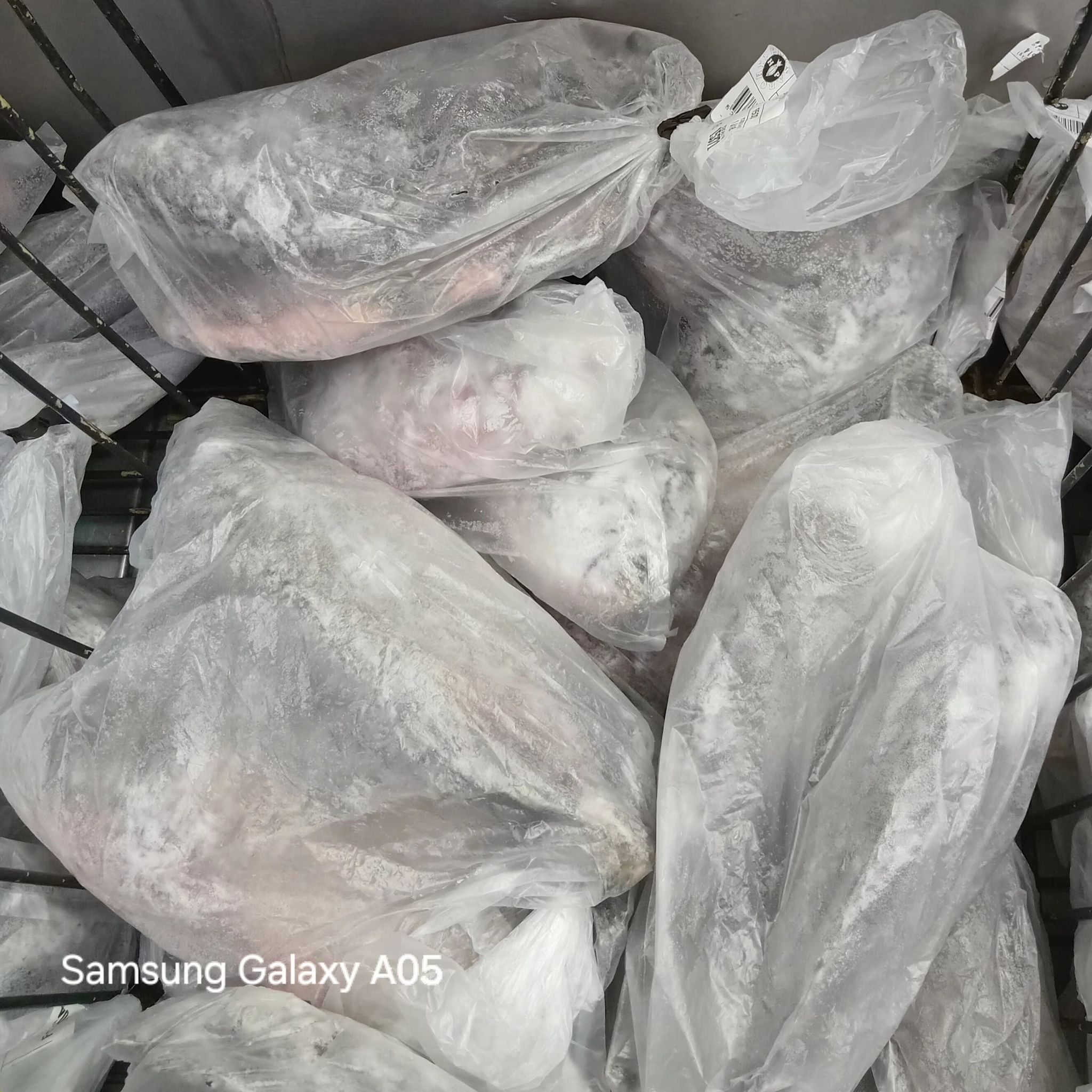 Tilapia 500-800 G.M 1kg_0