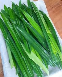 Pandan Leaf_0