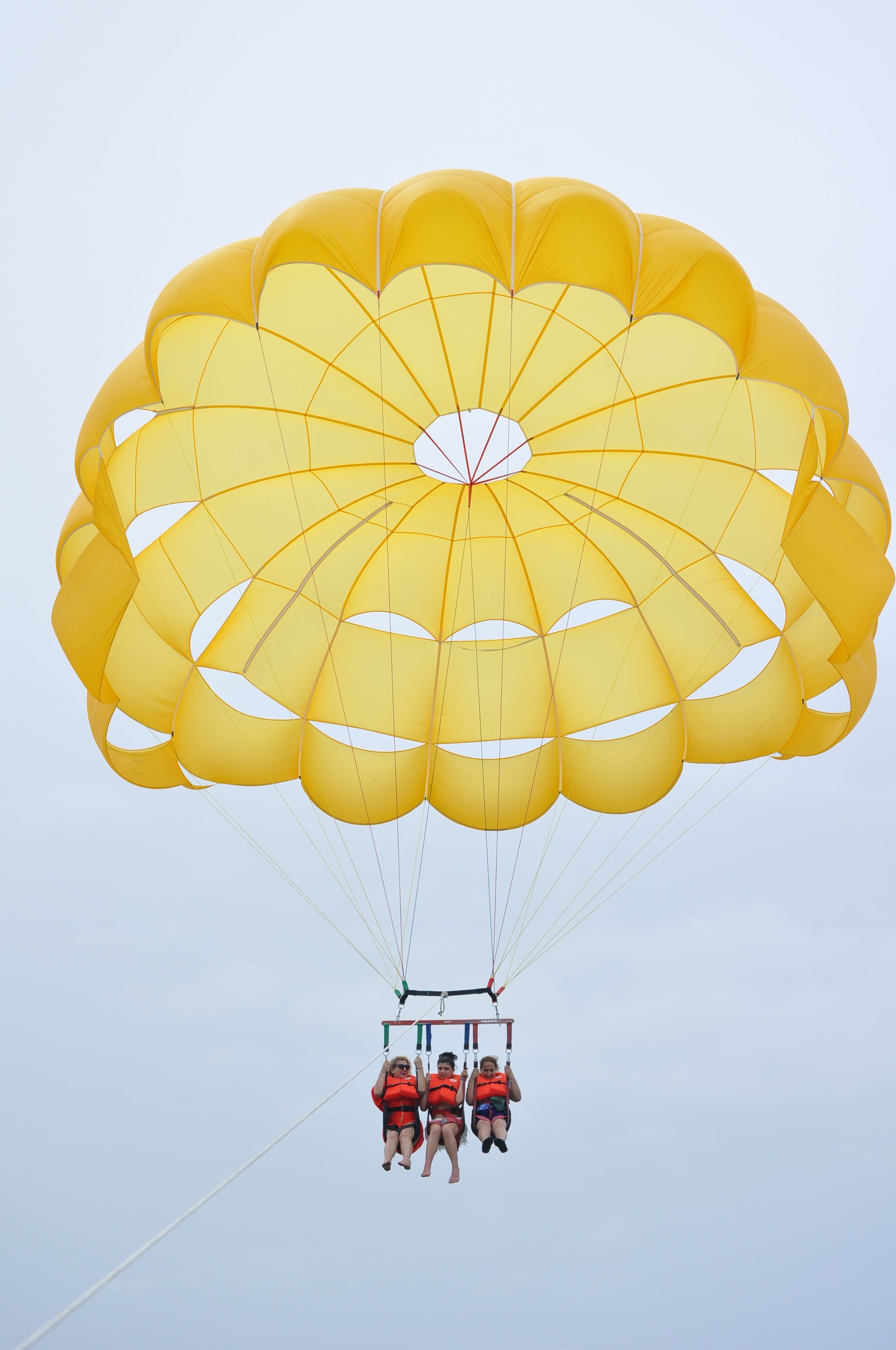 ⚜️PARACELLIN⚜️_15