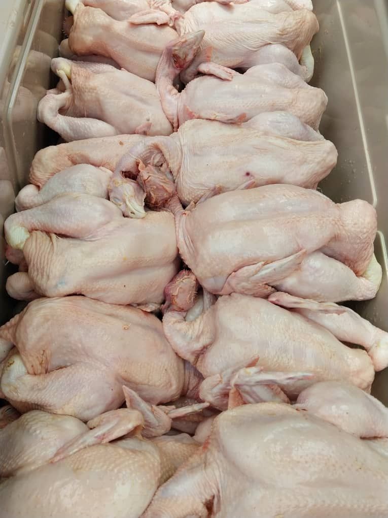100 poulets de chair _1