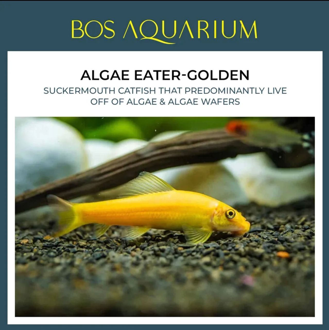 Algae Eater Golden_0