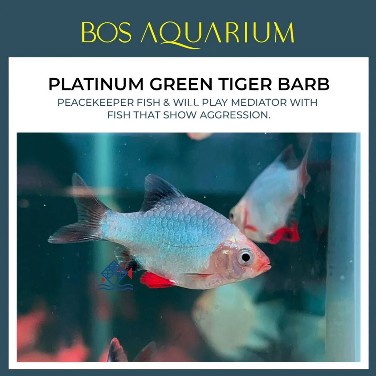 Tiger Barb - Platinum Green_0