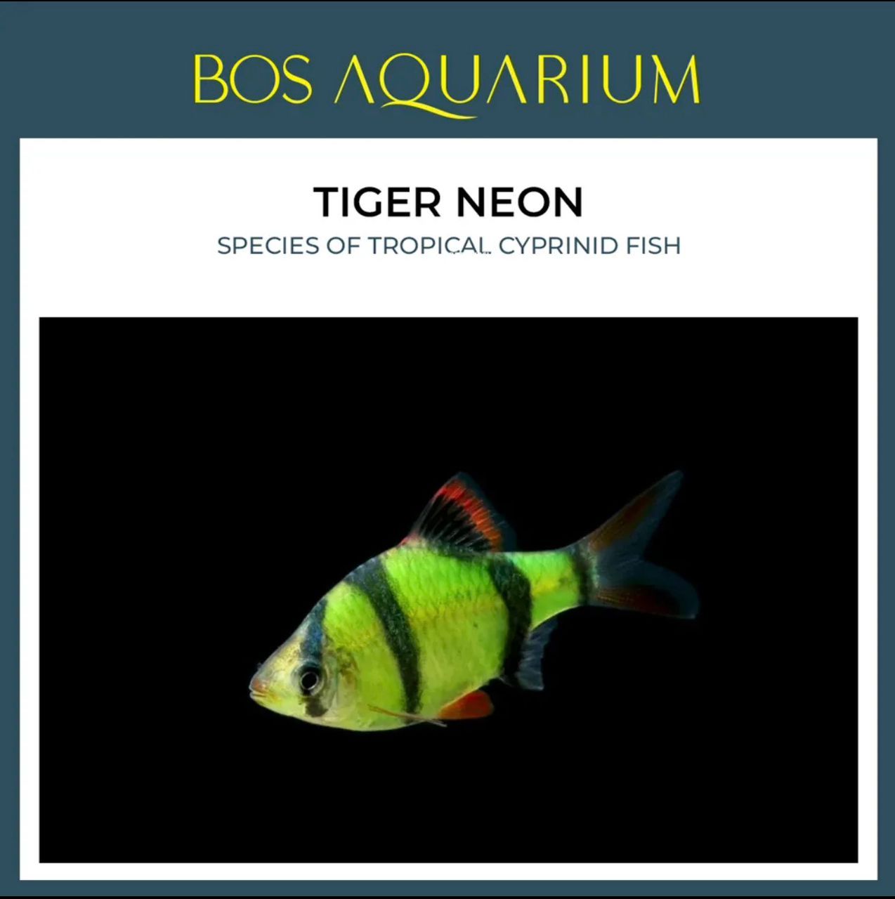 Tiger Barb - Neon Green_0