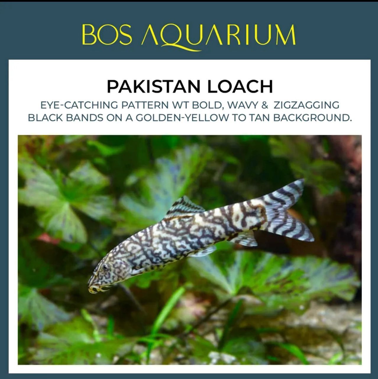Pakistan Loach_0