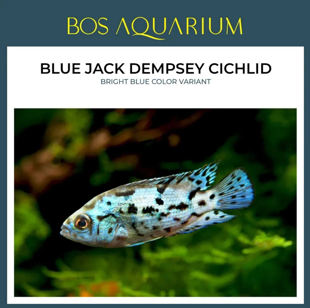 Cichlid - Blue Jack Dempsey_0
