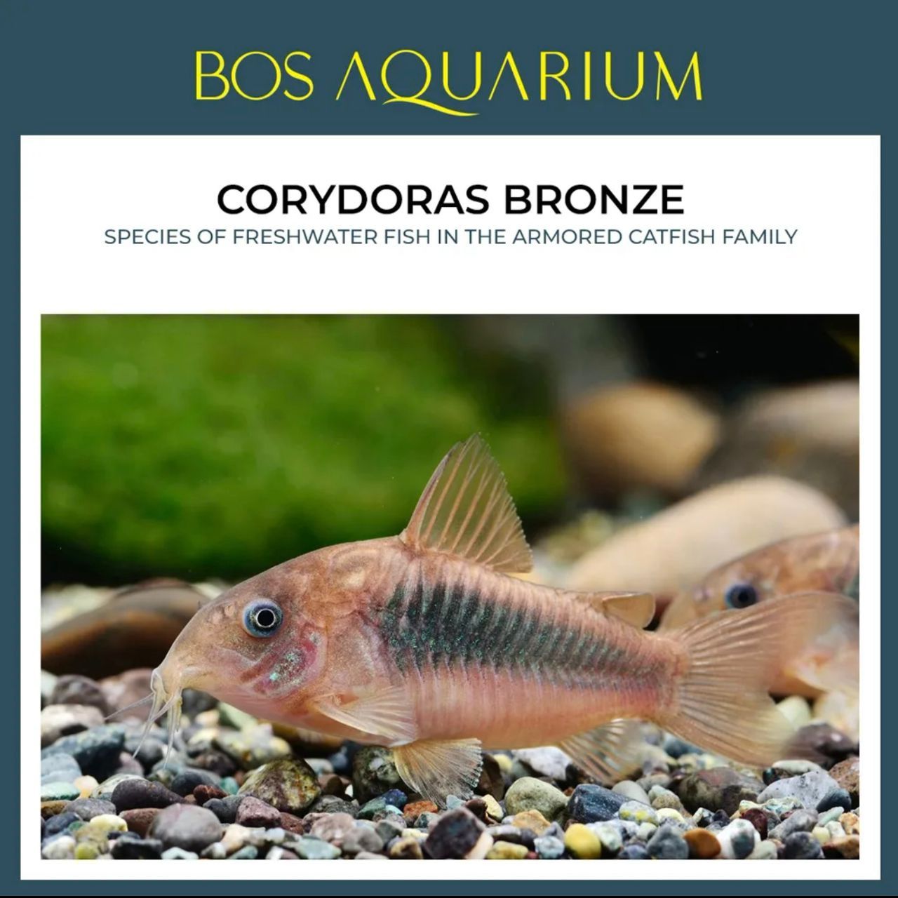 Corydoras Bronze_0