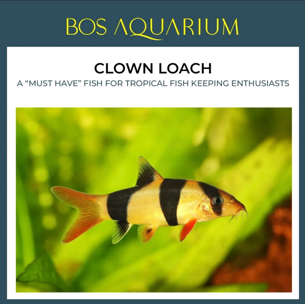 Clown Loach_0