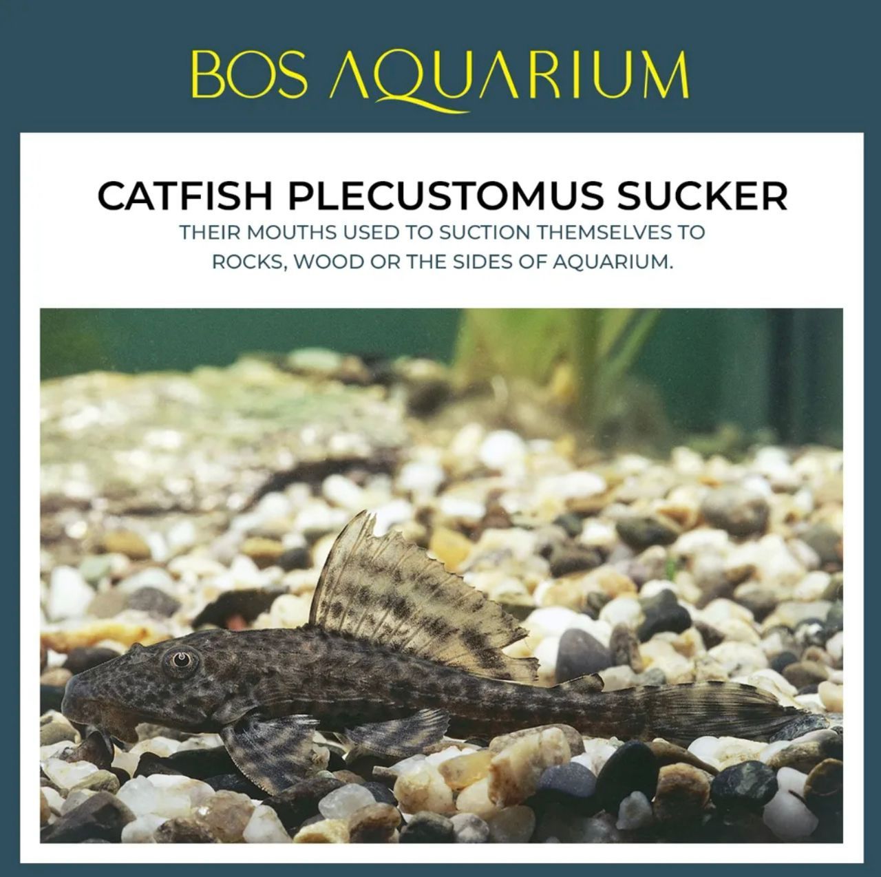 Catfish Plecustomus Sucker_0