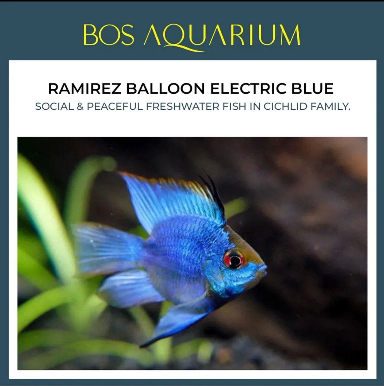 Ramirez - Balloon Electric Blue_0