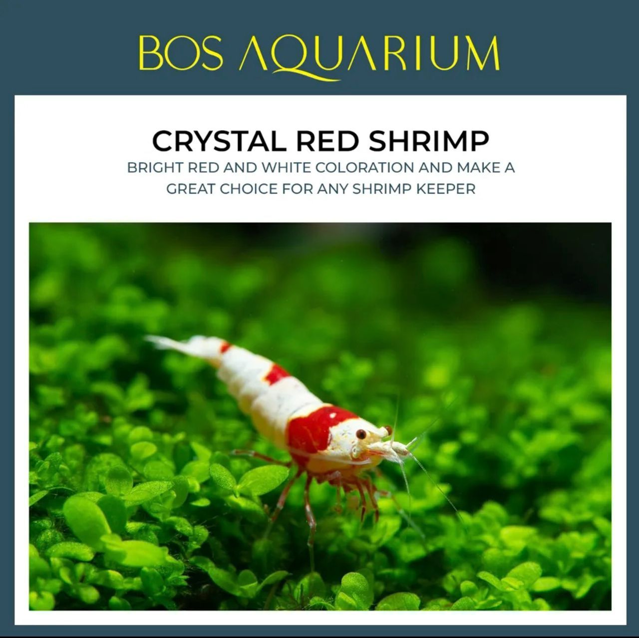 SHRIMP - RED WHITE CRYSTAL_0