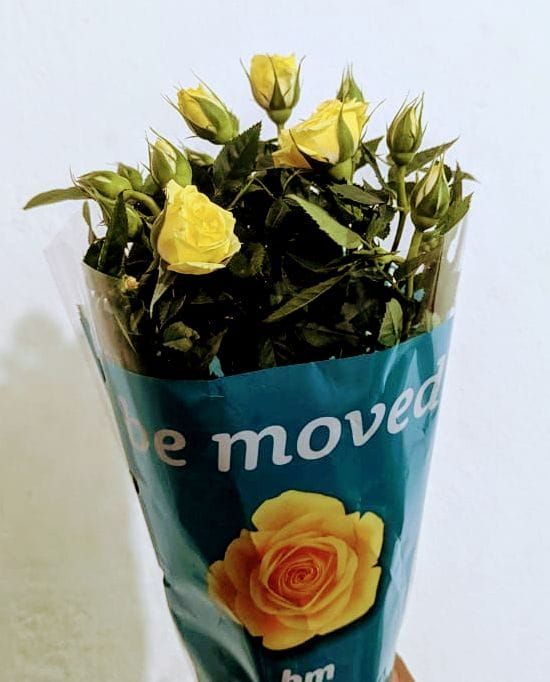 Rose Plant for Gift_5