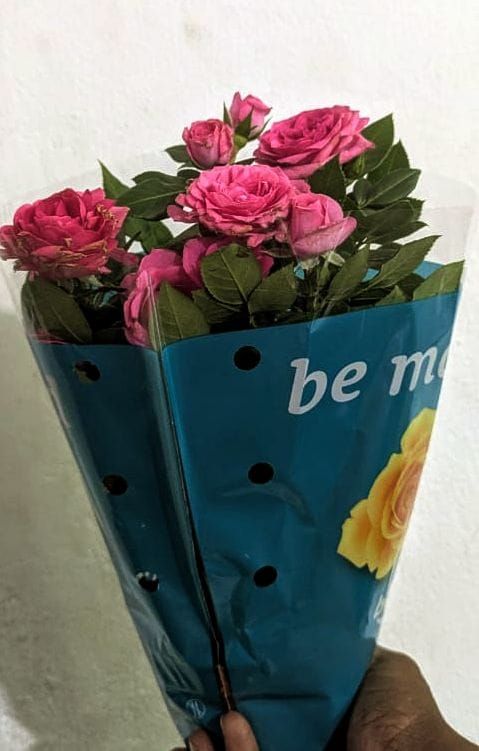 Rose Plant for Gift_1