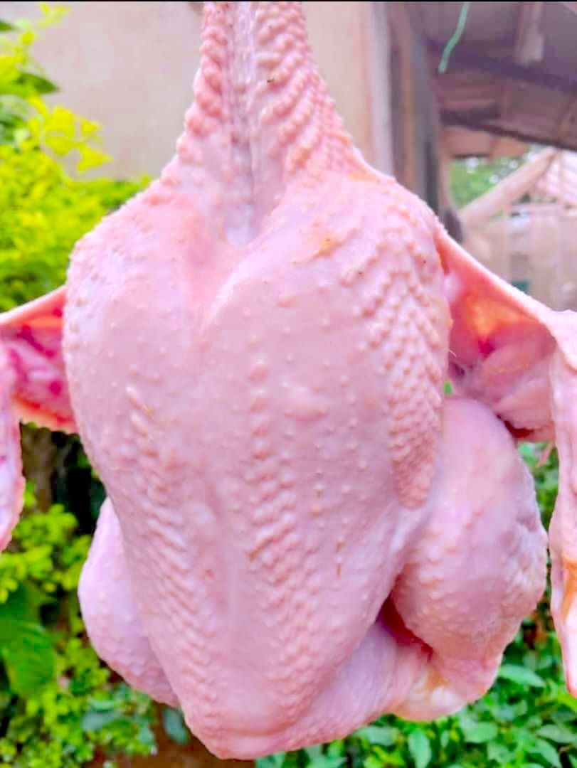 100 poulets de chair _0