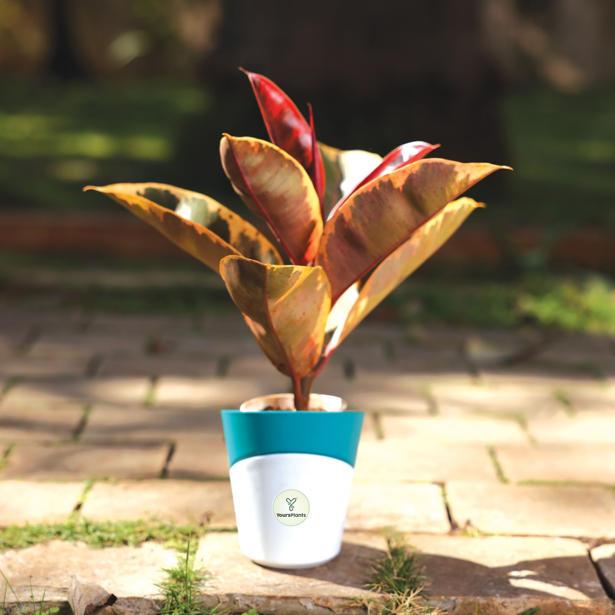 Teal Atlantis Self Water Pots | Pack of 2_7