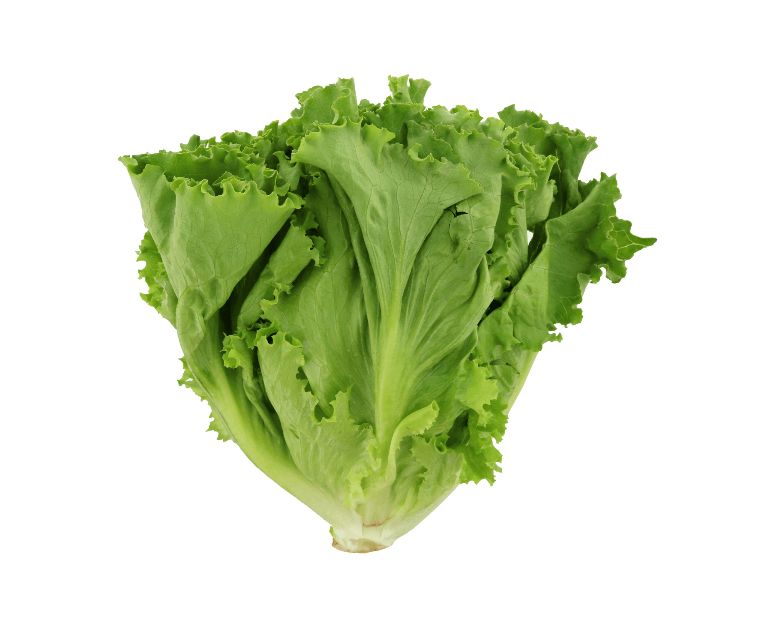 Salade ( laitue 🥬 )_3