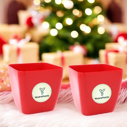 Siena Square Planters | Pack of 2 | Red Pot_5