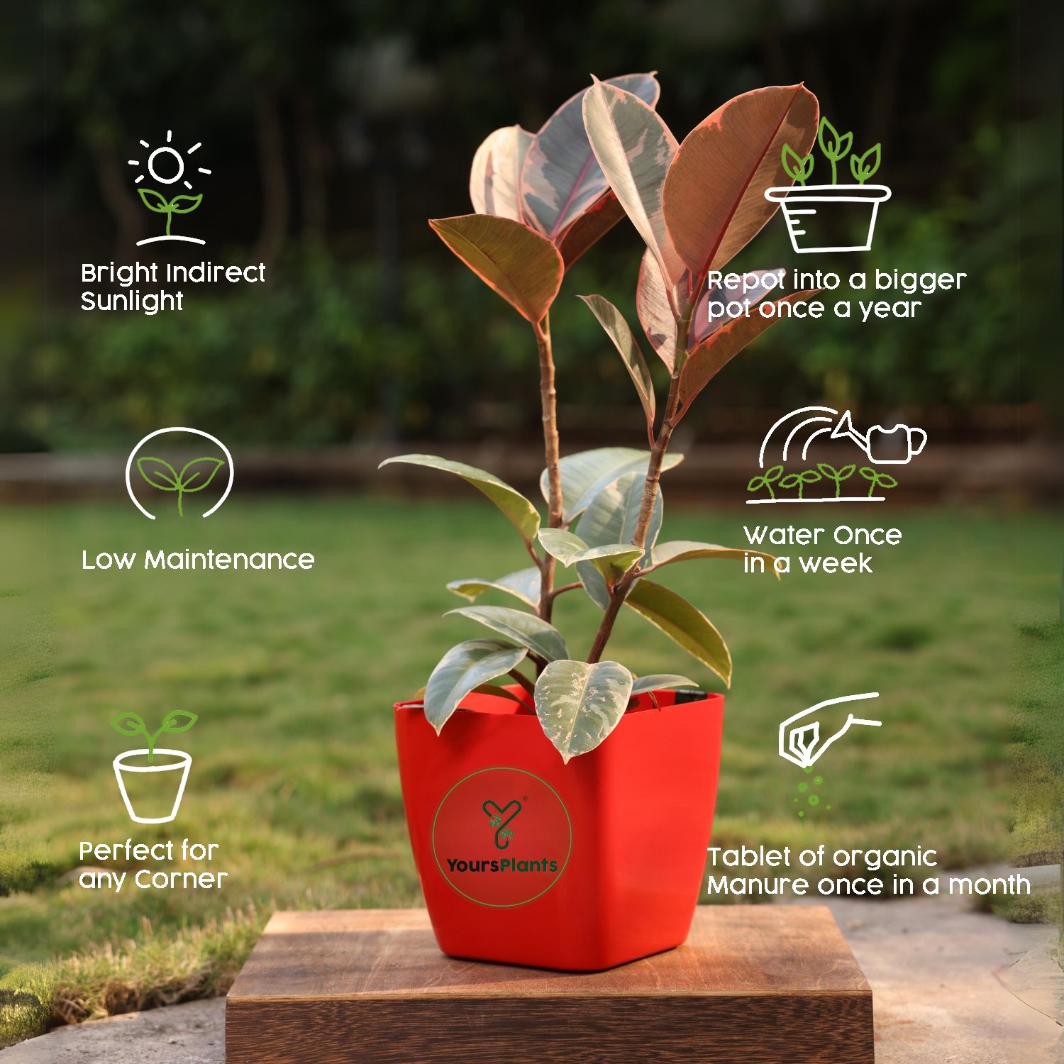 Siena Square Planters | Pack of 2 | Red Pot_6