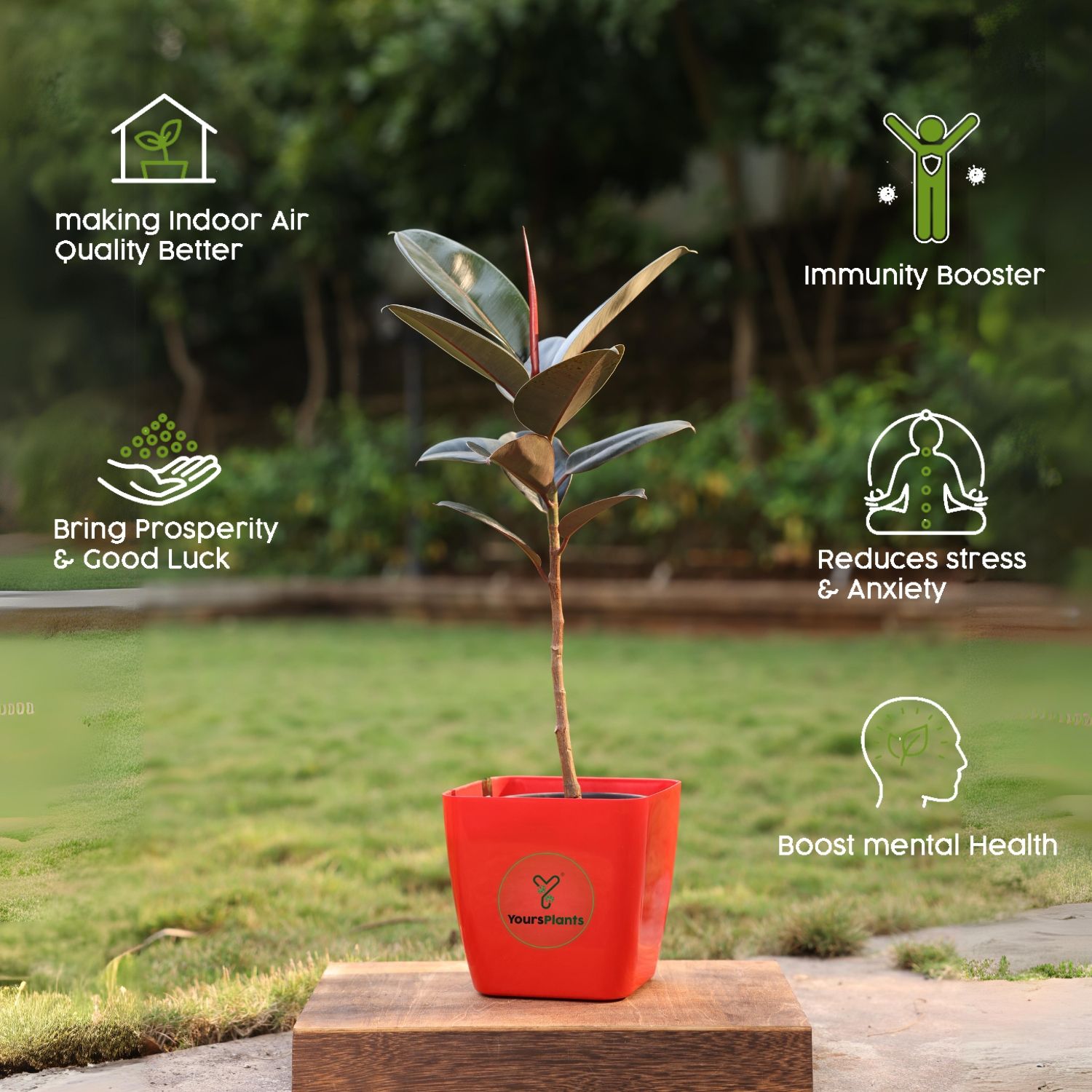 Siena Square Planters | Pack of 2 | Red Pot_7