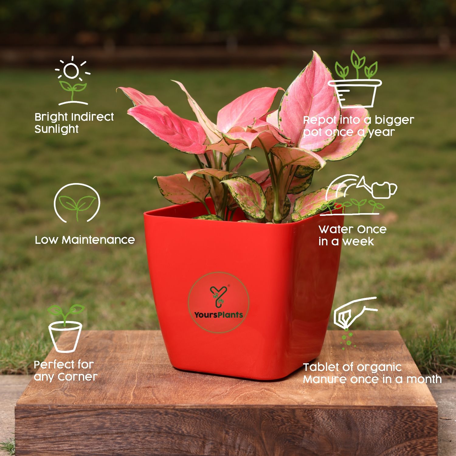 Siena Square Planters | Pack of 2 | Red Pot_8