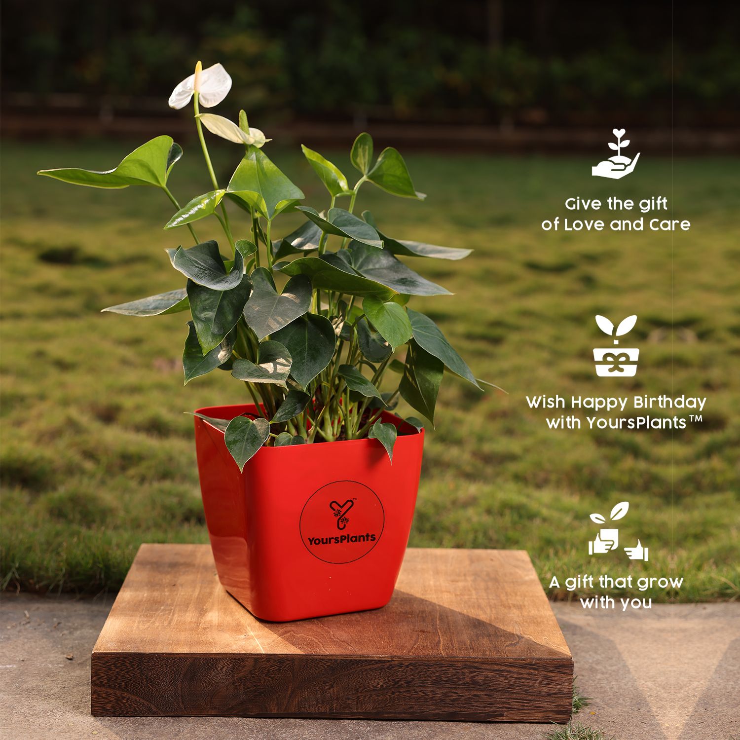 Siena Square Planters | Pack of 2 | Red Pot_9