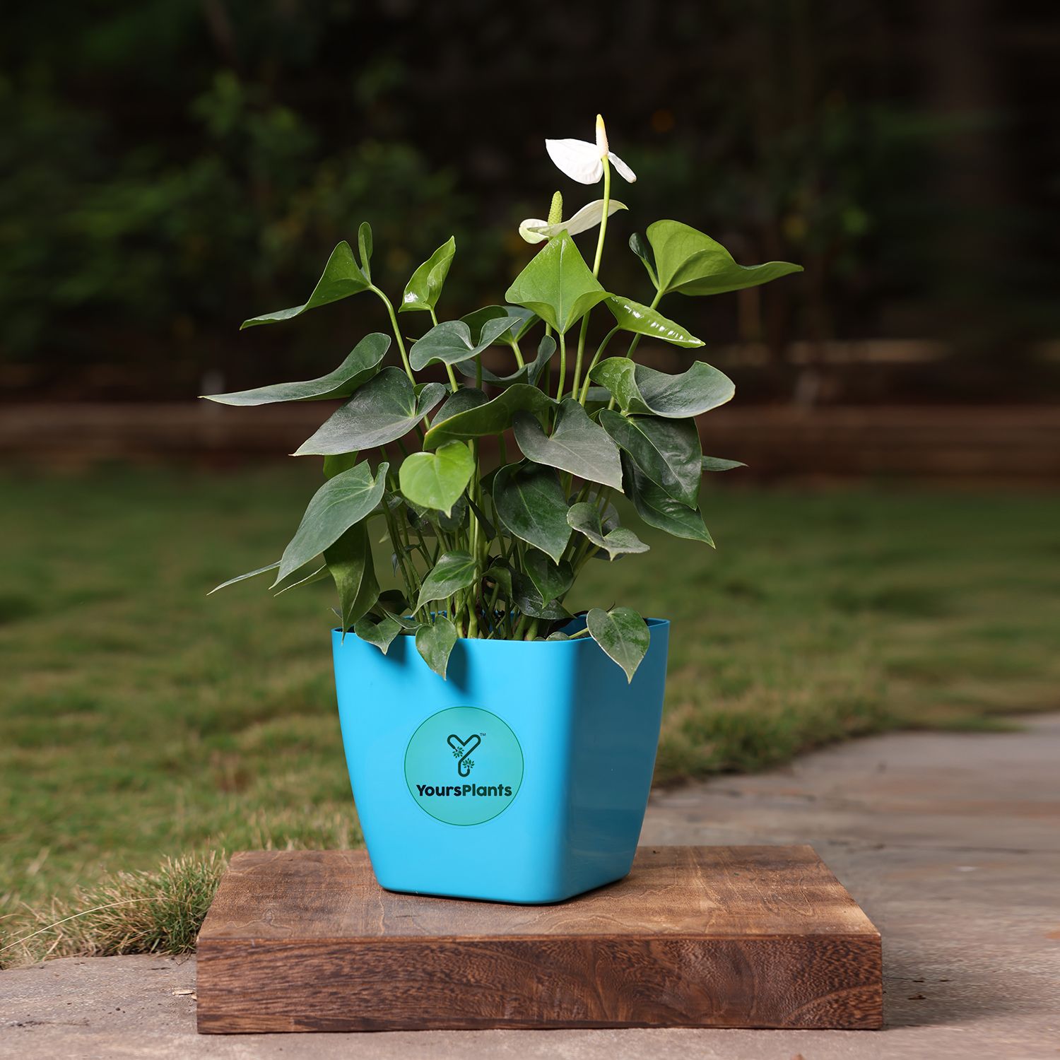 Siena Square Planters | Pack of 2 | Blue Pot_6