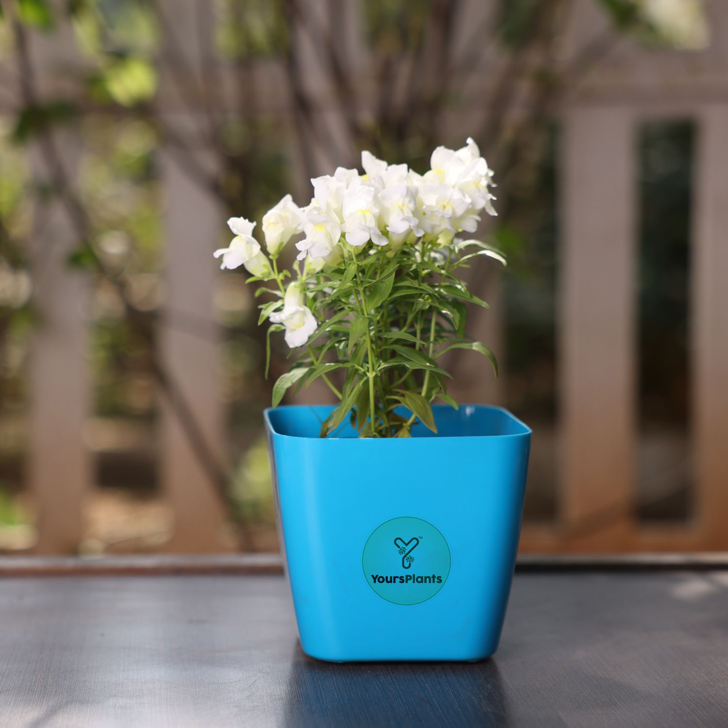 Siena Square Planters | Pack of 2 | Blue Pot_8
