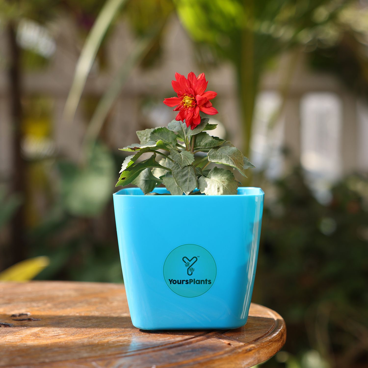 Siena Square Planters | Pack of 2 | Blue Pot_9