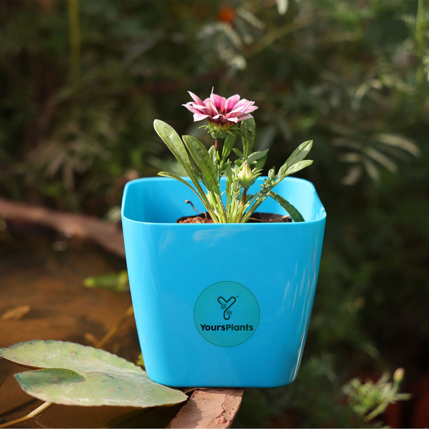 Siena Square Planters | Pack of 2 | Blue Pot_7