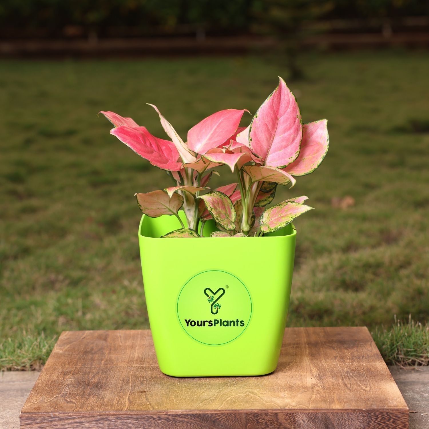 Siena Square Planters | Pack of 2 | Green Pot _8