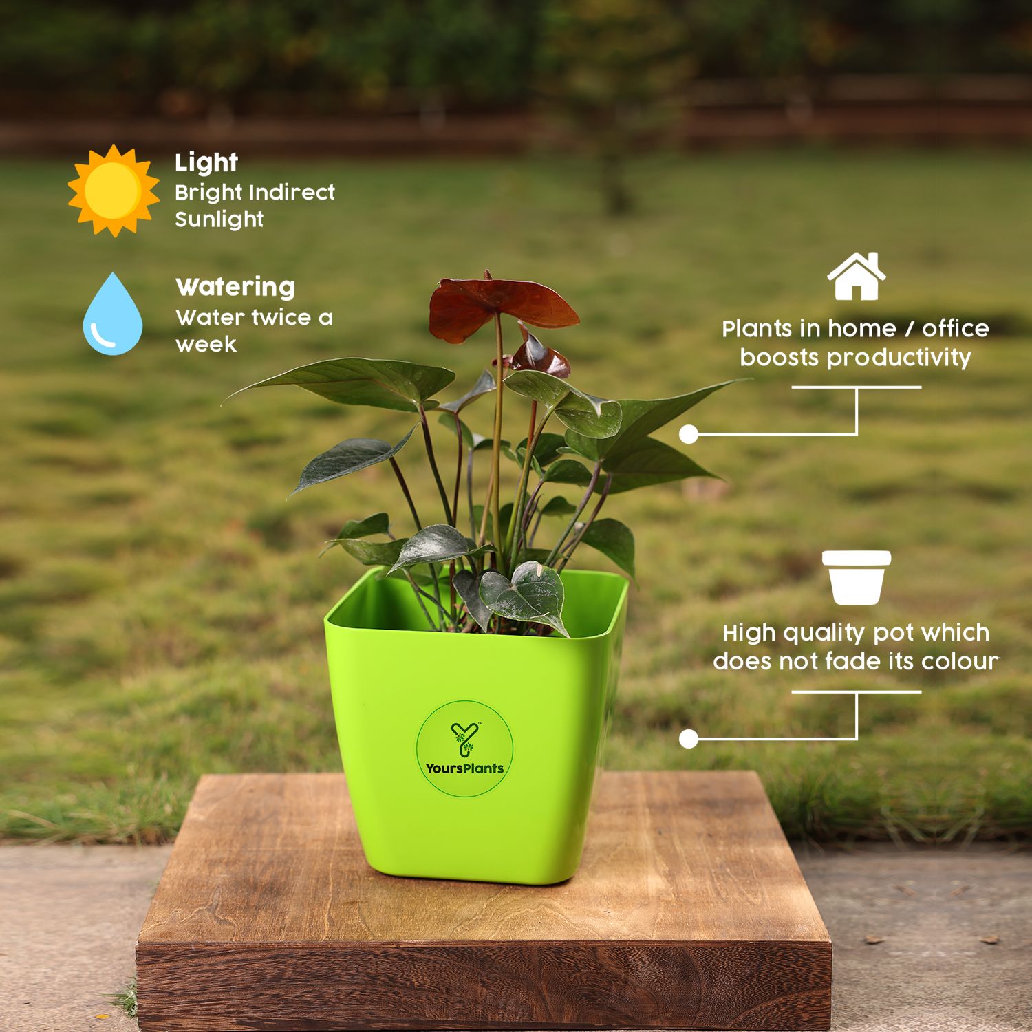 Siena Square Planters | Pack of 2 | Green Pot _9