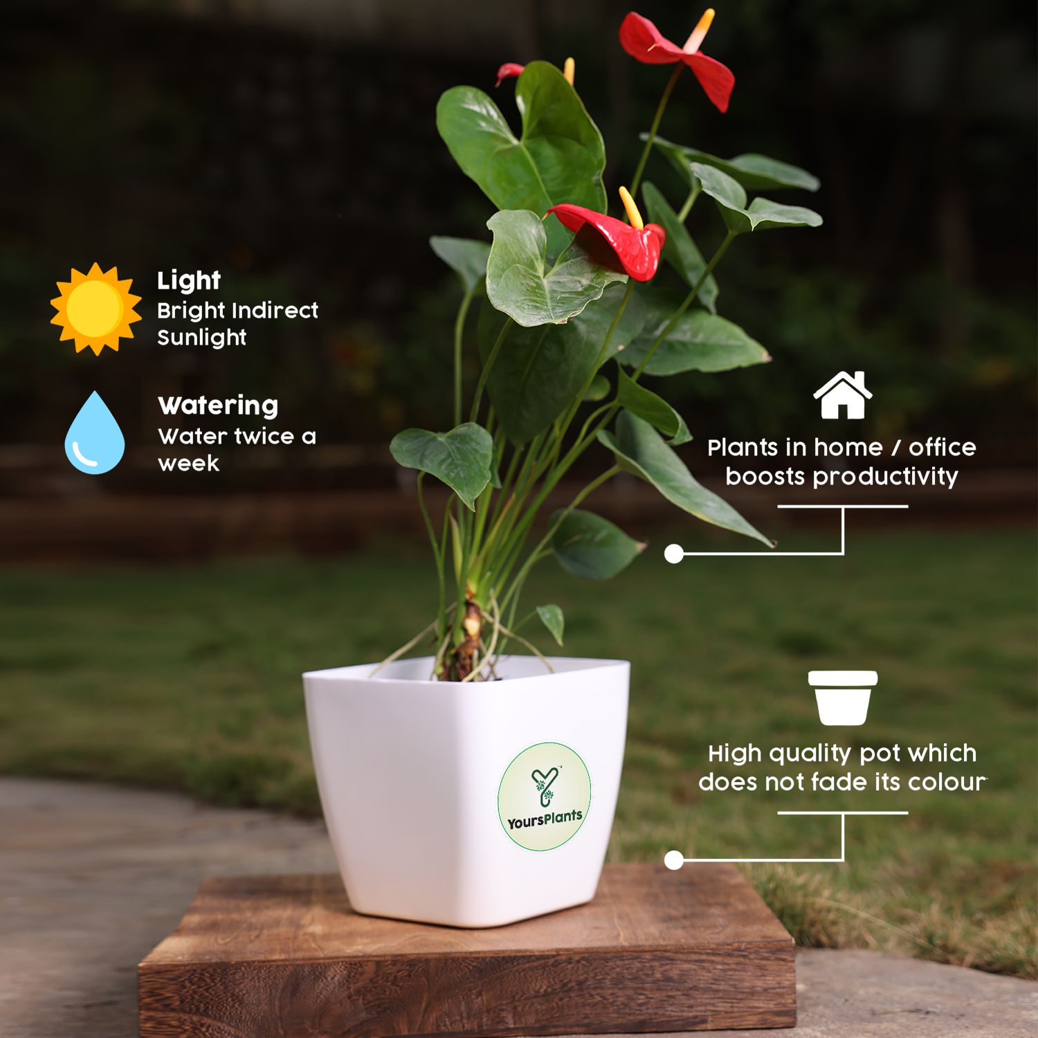 Siena Square Planters | Pack of 2 | White Pot_7