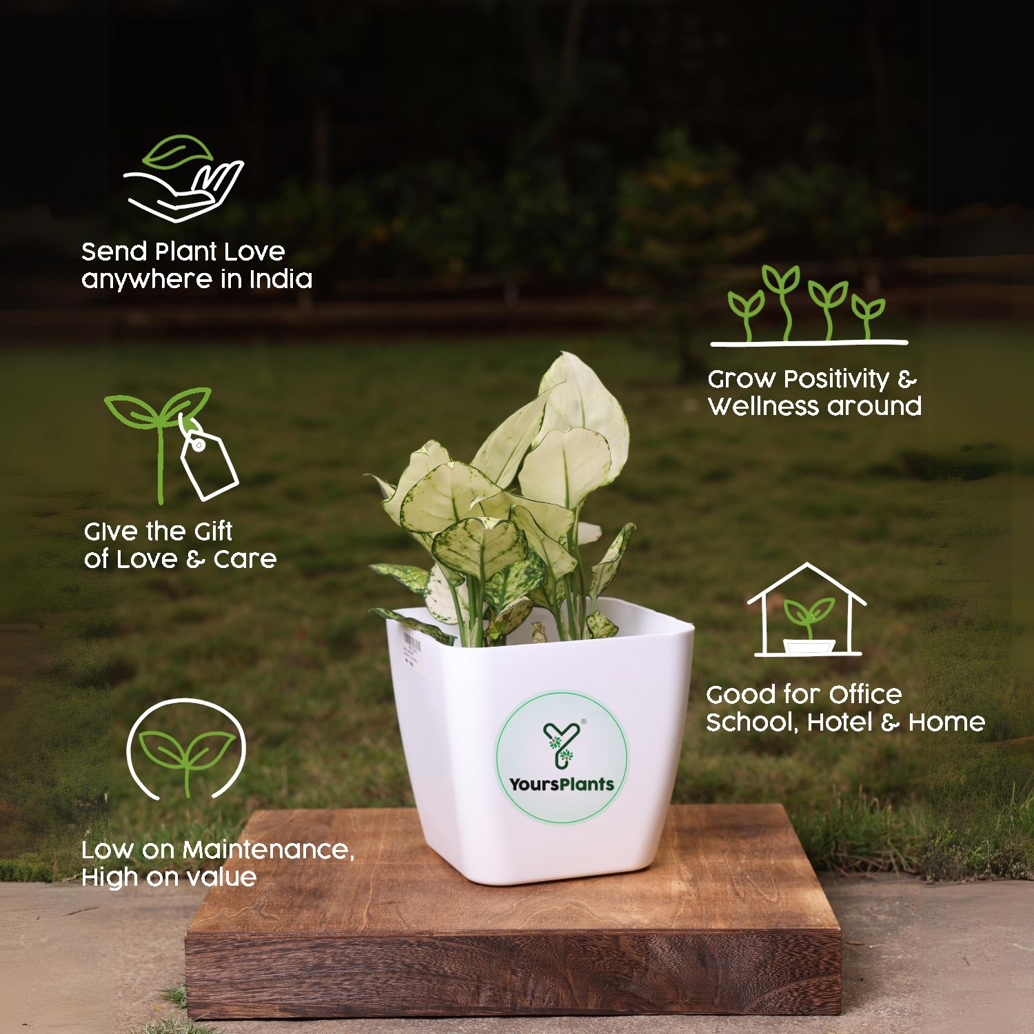 Siena Square Planters | Pack of 2 | White Pot_8