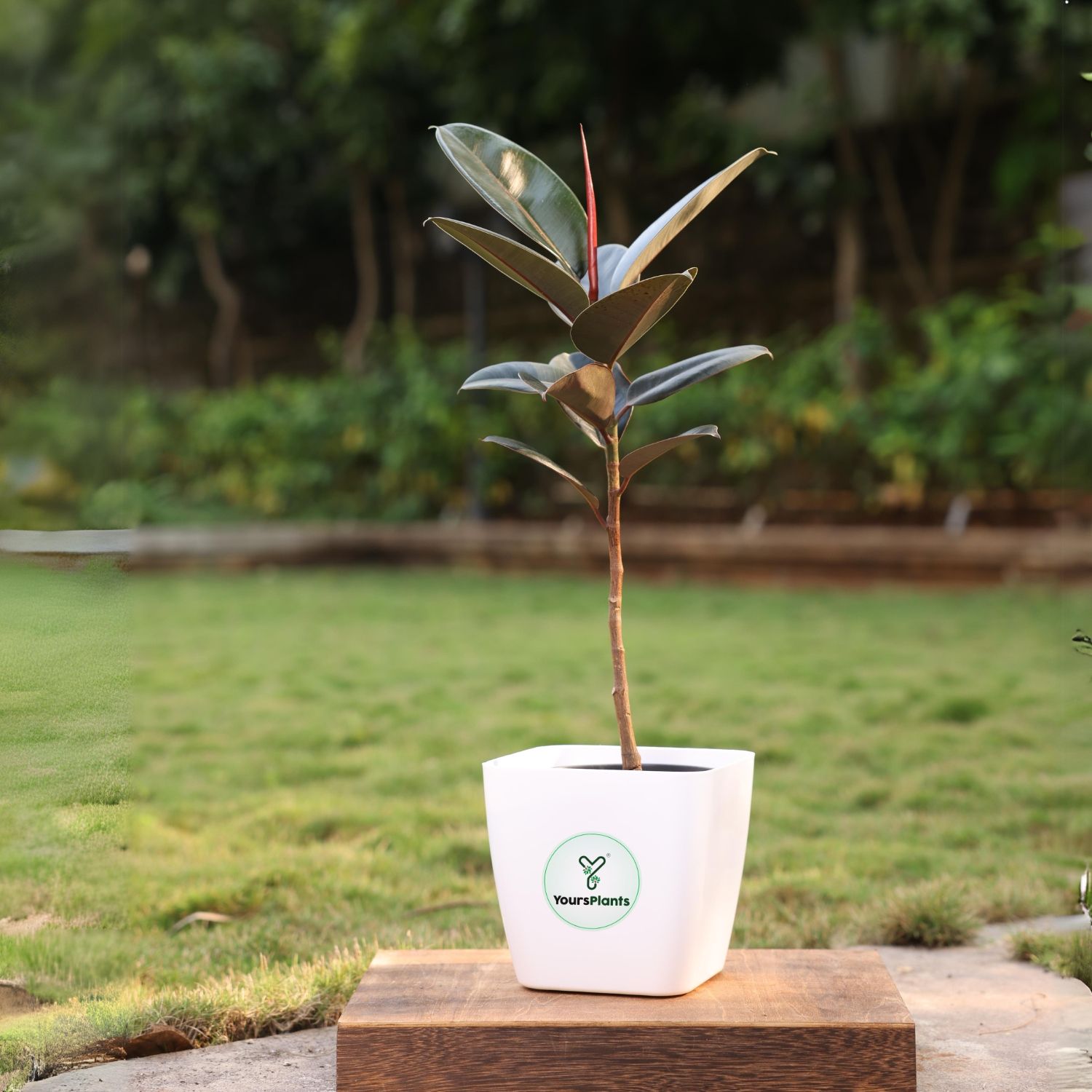 Siena Square Planters | Pack of 2 | White Pot_9