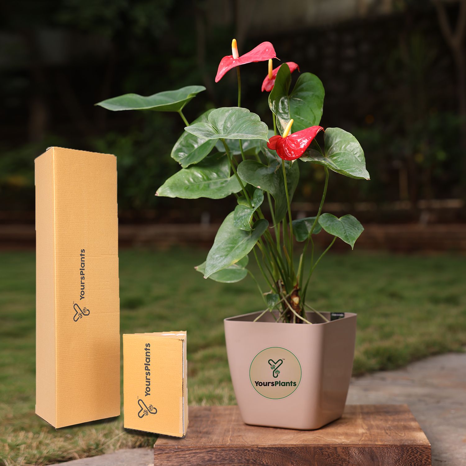 Siena Square Planters | Pack of 2 | Mocca Pot_8
