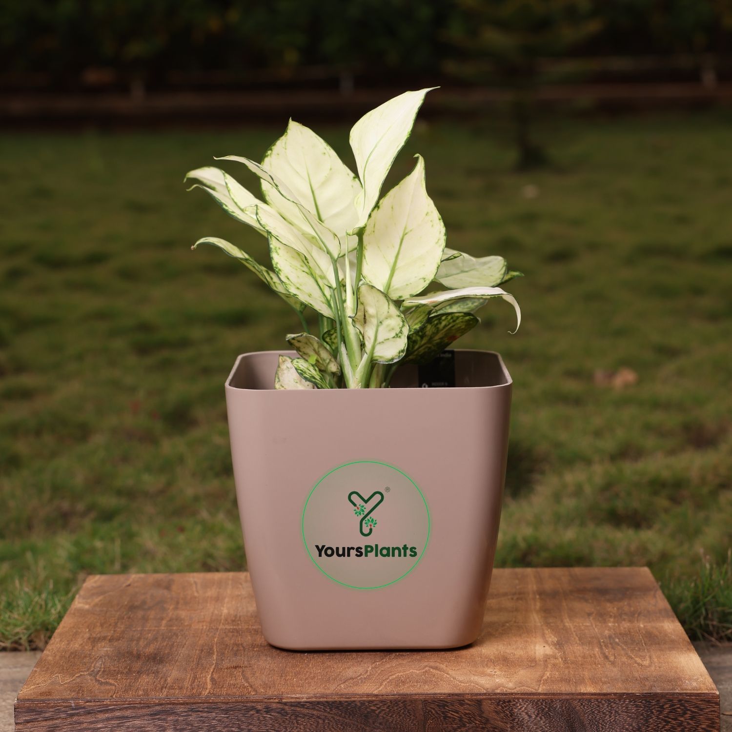 Siena Square Planters | Pack of 2 | Mocca Pot_9