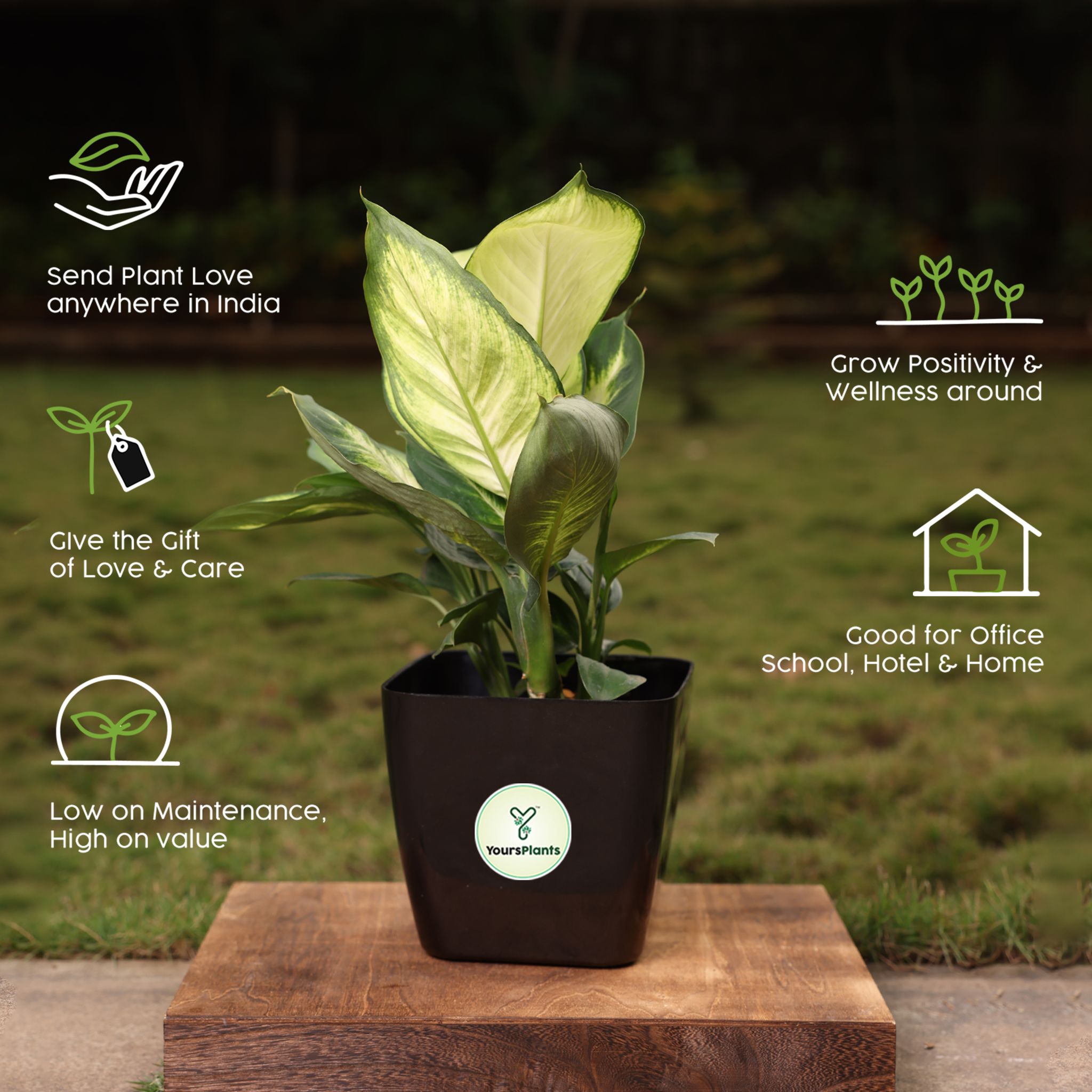 Siena Square Planters | Pack of 2 Black Pot_9
