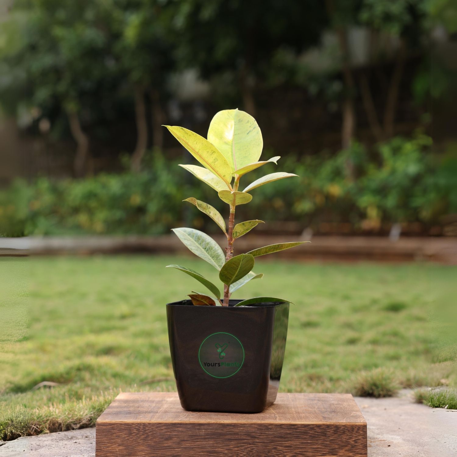 Siena Square Planters | Pack of 2 Black Pot_8
