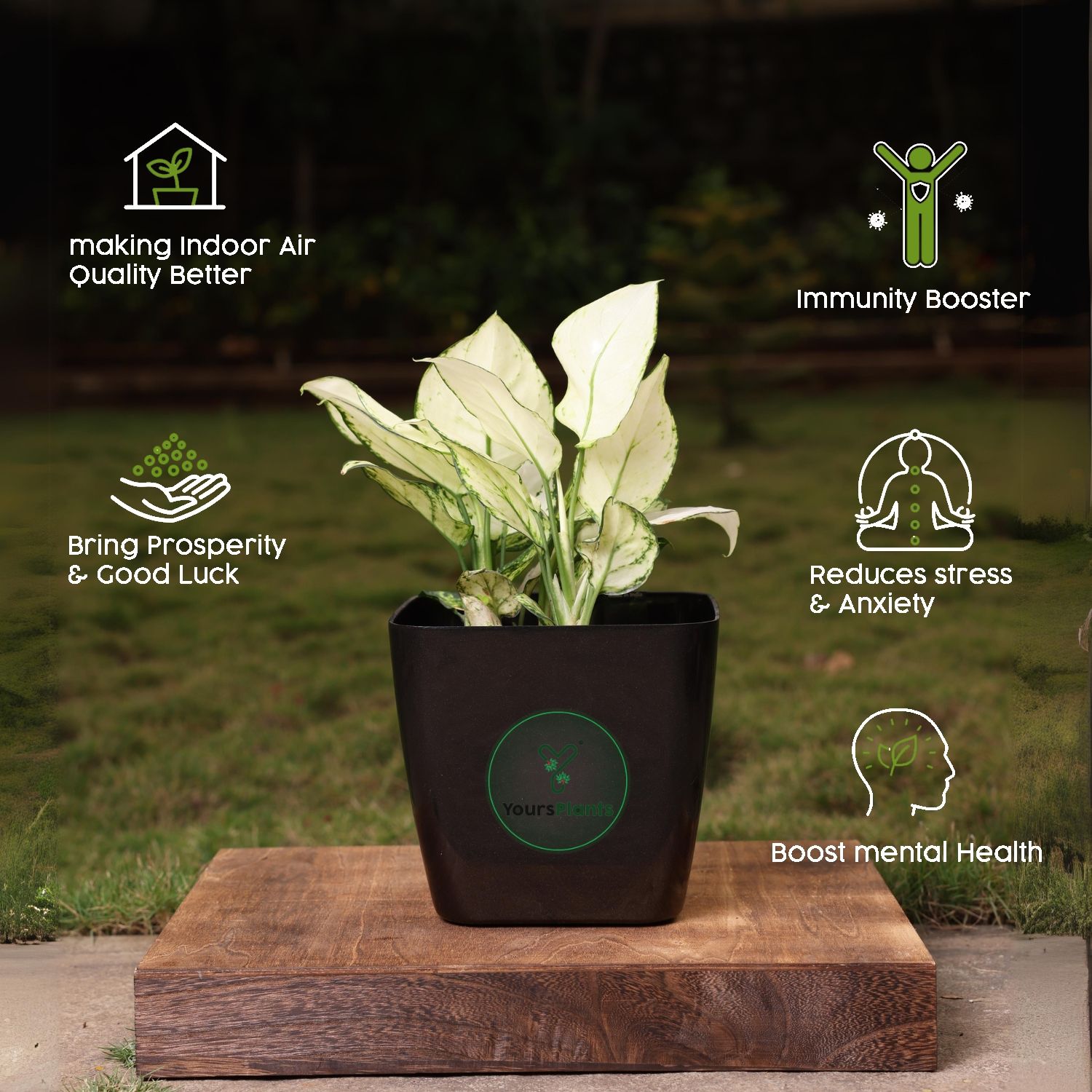 Siena Square Planters | Pack of 2 Black Pot_7