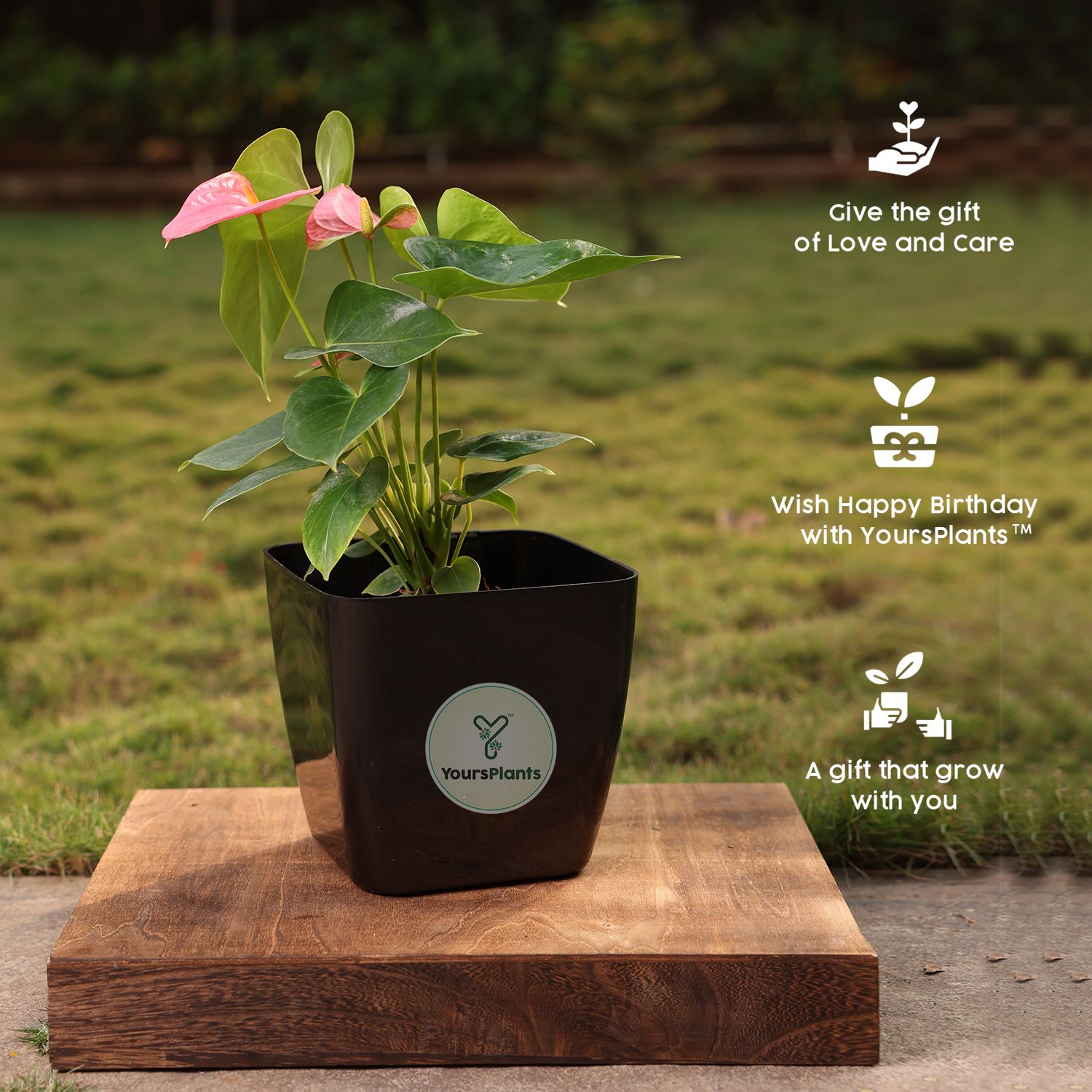 Siena Square Planters | Pack of 2 Black Pot_10