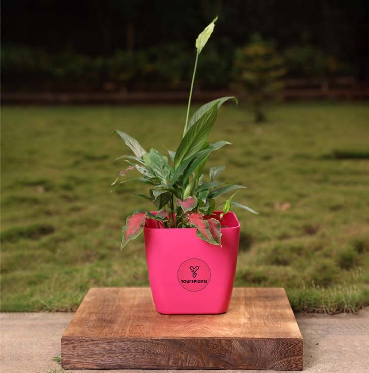 Siena Square Planters | Pack of 2 Pink Pot_7