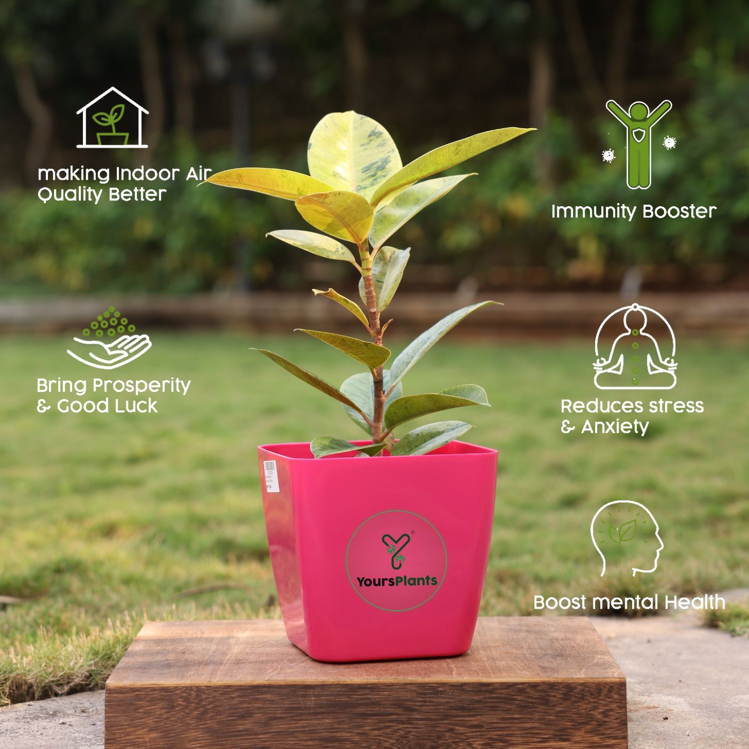 Siena Square Planters | Pack of 2 Pink Pot_8