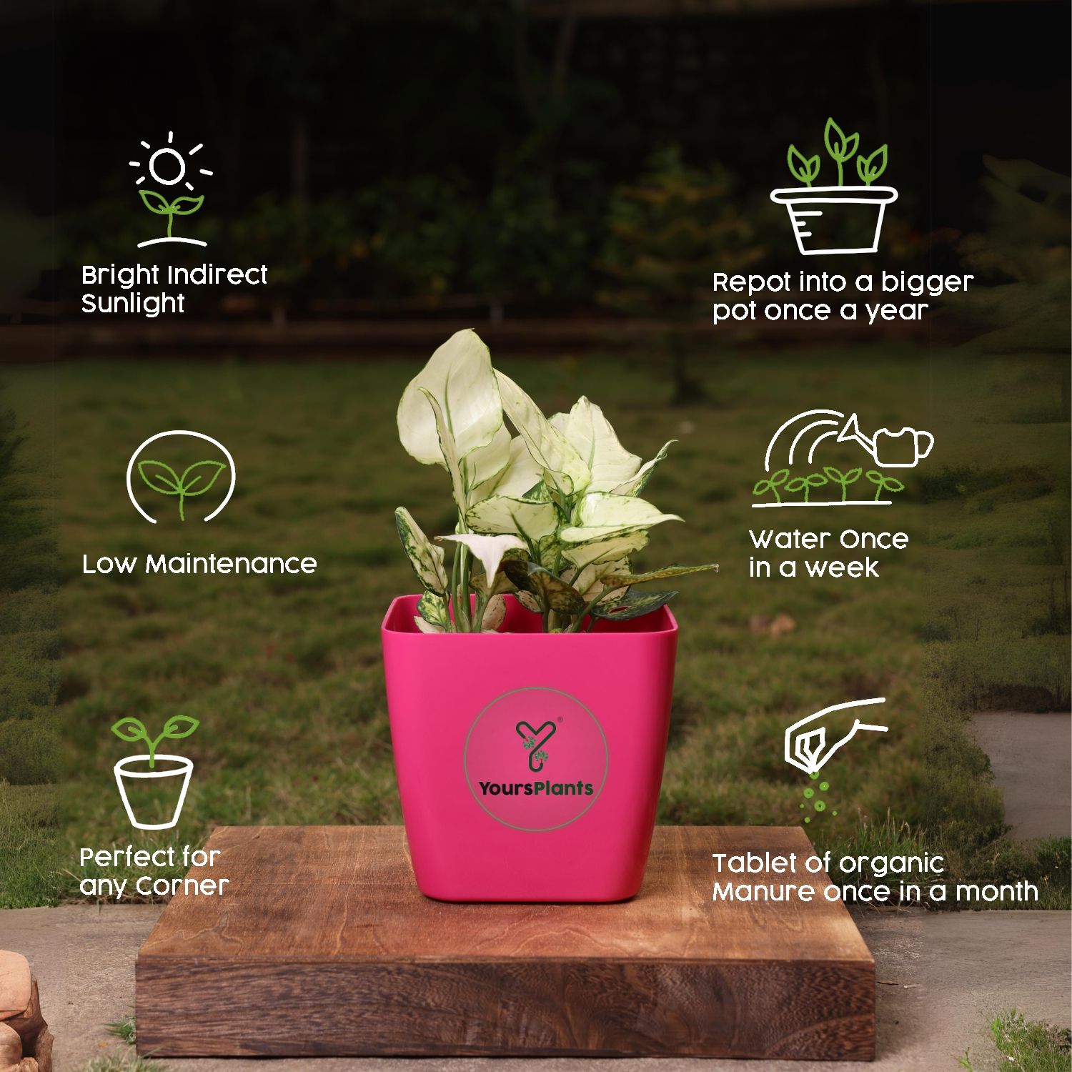 Siena Square Planters | Pack of 2 Pink Pot_9