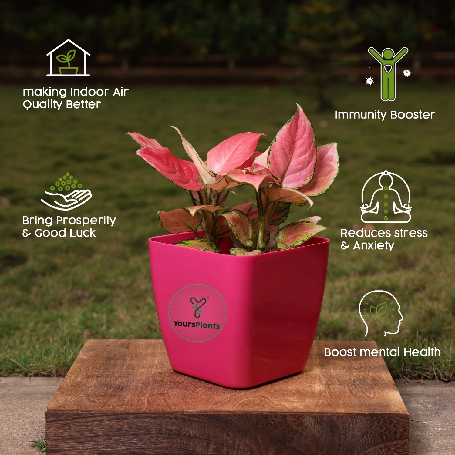 Siena Square Planters | Pack of 2 Pink Pot_10