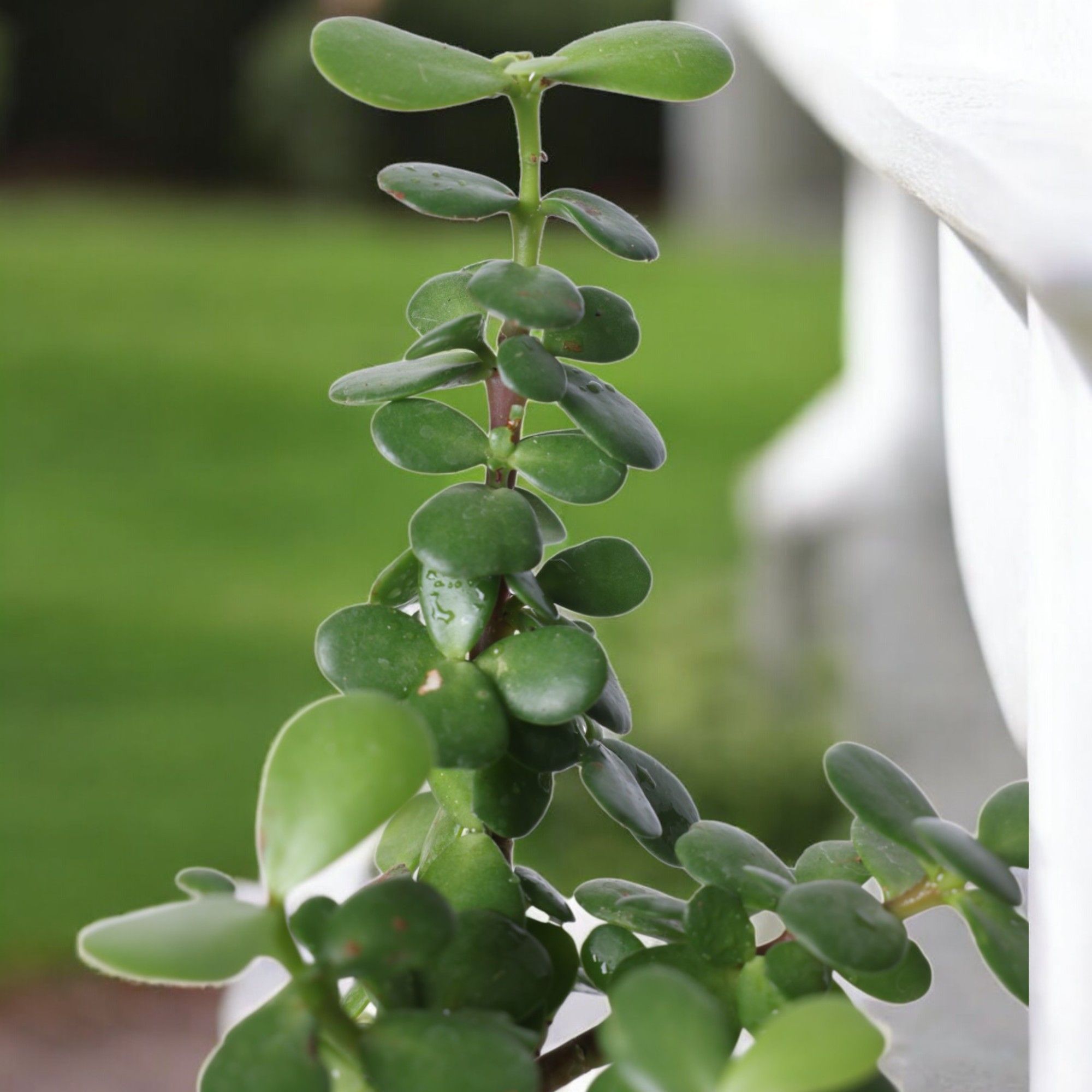 Jade Plants in Self Watering Pot -Good Luck Vastu Plant_1
