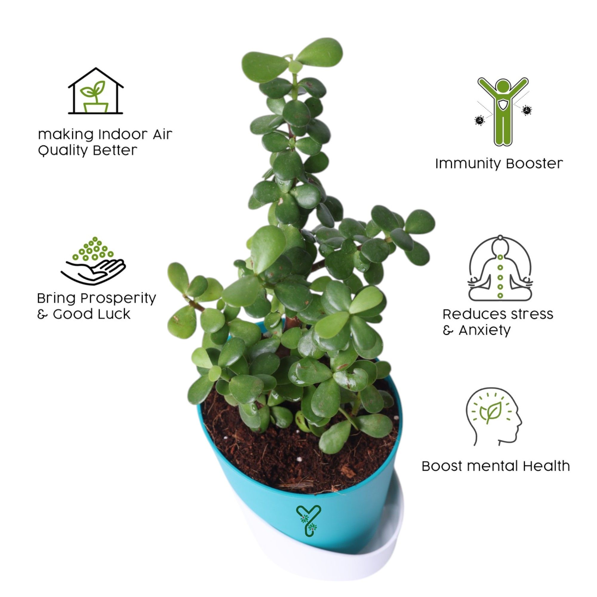 Jade Plants in Self Watering Pot -Good Luck Vastu Plant_2