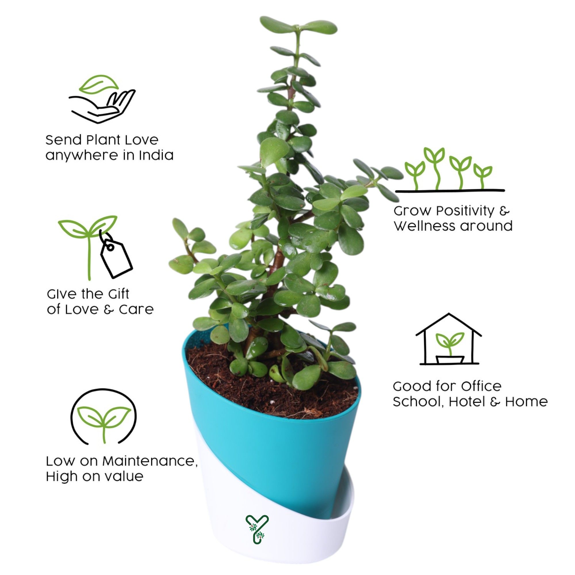 Jade Plants in Self Watering Pot -Good Luck Vastu Plant_3