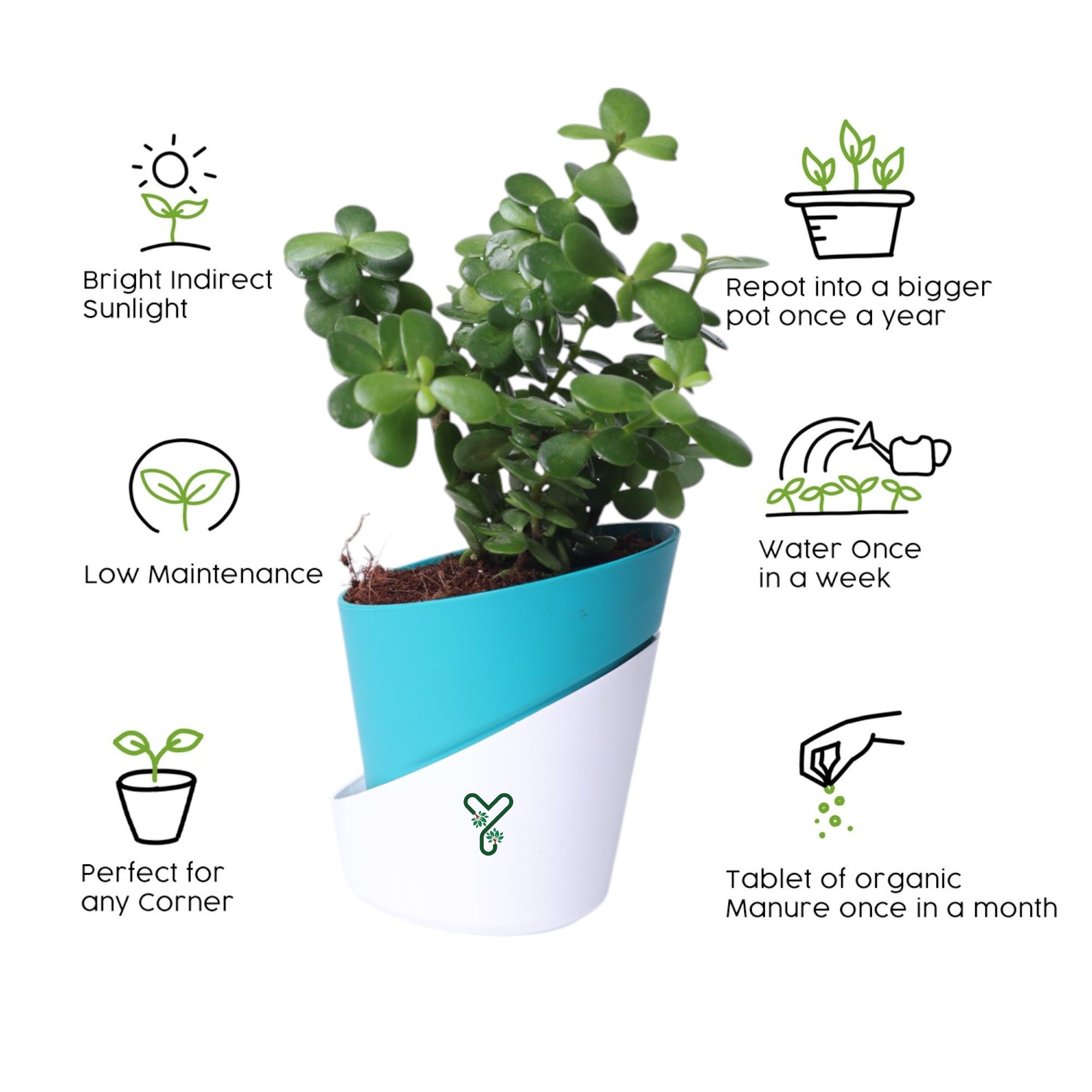 Jade Plants in Self Watering Pot -Good Luck Vastu Plant_4