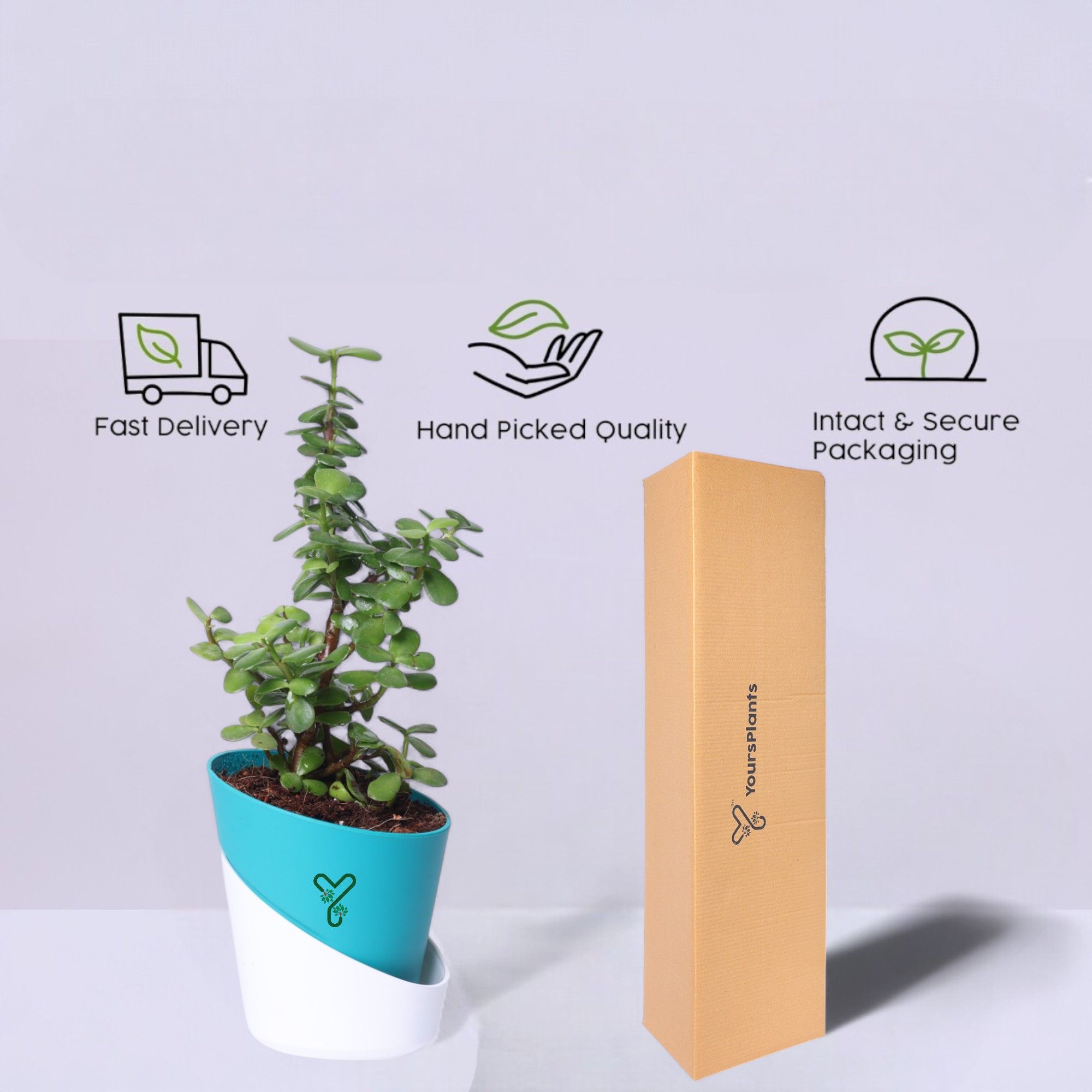 Jade Plants in Self Watering Pot -Good Luck Vastu Plant_5