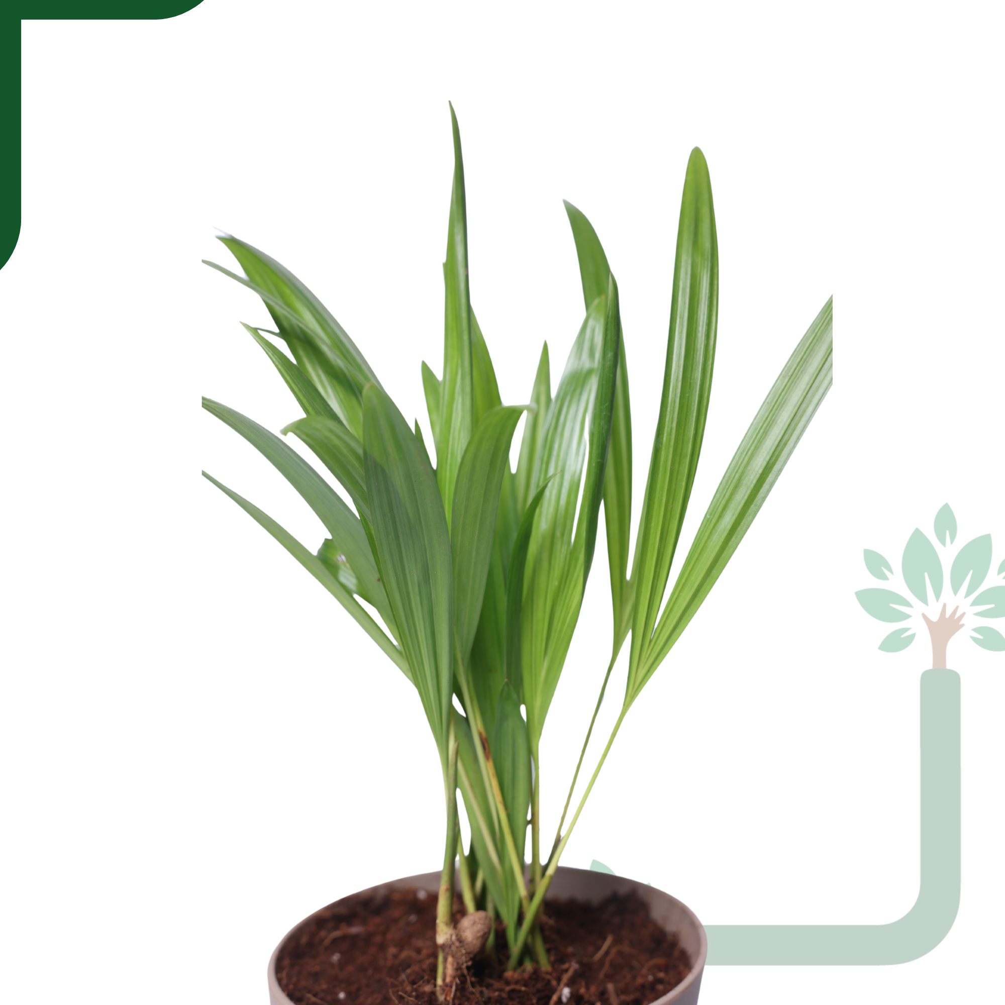 Air-purifier Areca Palm 4-inch Self Watering Pot - Perfect Office or Home Decor_1